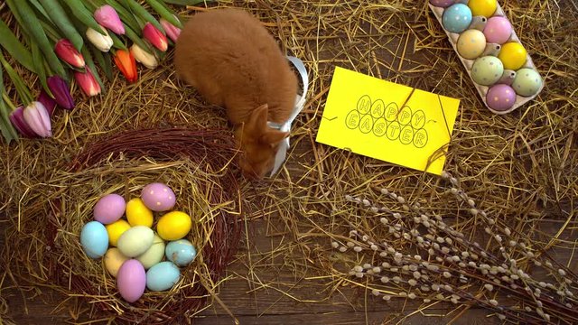 Fluffy rabbit easter celebration traditional symbol concept top view card