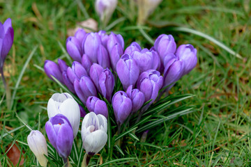 Weiss Violette Krokus Blüten in einer Frühlingswiese