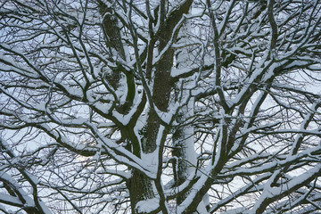 A tree covered with snow.