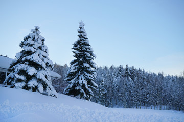 Naklejka premium White winter landscape in the forest.