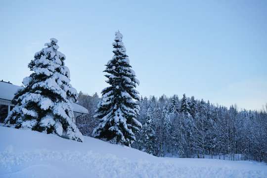 White winter landscape in the forest. © oleksandr