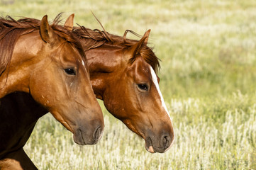 Obraz premium portrait of a wild horse