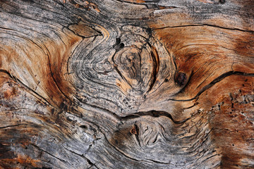 Bark texture of old juniper. The time-bent trunk of the old juniper.