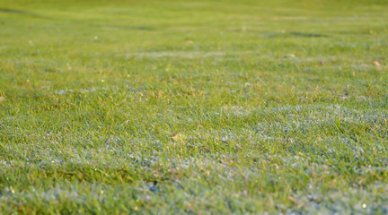 Morning dew on grass. Nature Background.