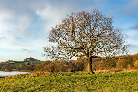 Blue sky, park and a lake