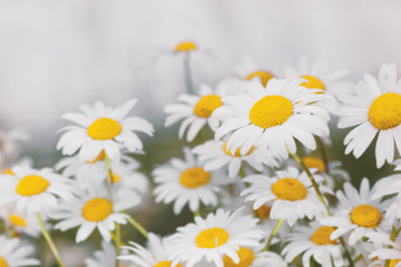 Flowering.  Blooming chamomile field, Chamomile flowers.