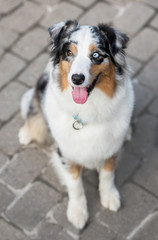 beautiful australian shepherd dog outdoors in summer