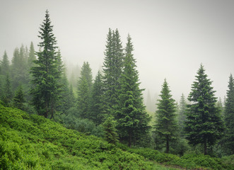 Forest in the mist as a background. Beautiful natural landscape in the summer time