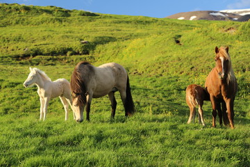 Icelandic horse