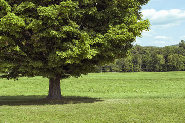Tree in Summer