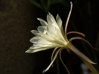 Fototapeta na wymiar Macro profile backlit white flower Queen of Night Epiphyllum oxypetalum, nocturnal very fragrant flower blooms at night and wilts the next day. Nisagandhi bethlehem lilly cactus flower