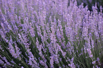 Bees buzzing in the blossoming lavender field, summer sunset photo, Provence, south France, close up view