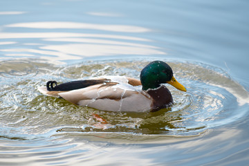 Hydrophobic Duck