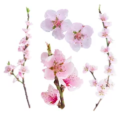 Gordijnen Pink cherry blossom © neirfy