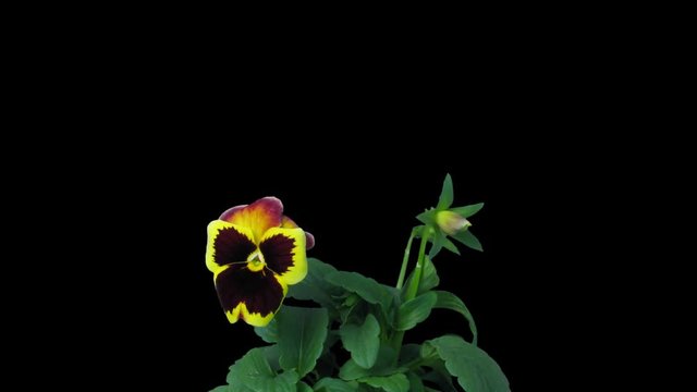 Time-lapse of growing and opening violet (Viola) flower 4a  in PNG+ format with ALPHA transparency channel isolated on black background.
