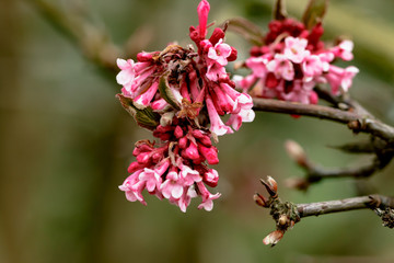 Blütenstand mit geöffneten Blüten vom Winterschneeball - Bodnant Schneeball Viburnum