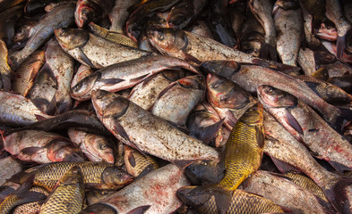 industrial fishing. illegal fishing and seafood.