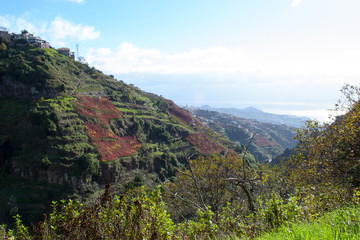 Fototapeta premium Levada do Norte Madeira Portugal