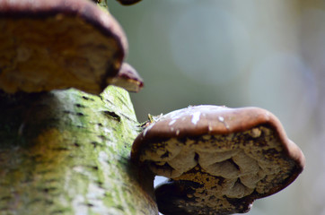 Close up of mushrooms growing on a tree