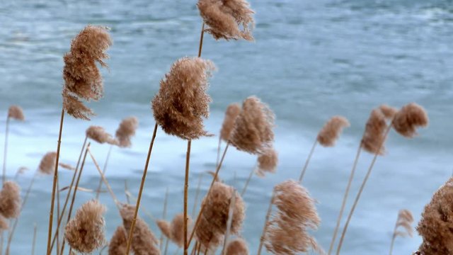 bulrush yellow on frozen lake