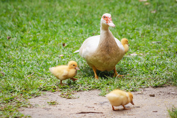 Mother duck and babies