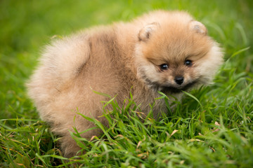 cute Little young pomeranian cob playing on grass outdoor