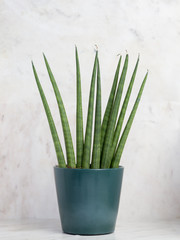 Sansevieria Spaghetti on a marble background