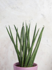 Close up of Sansevieria Spaghetti on a marble background
