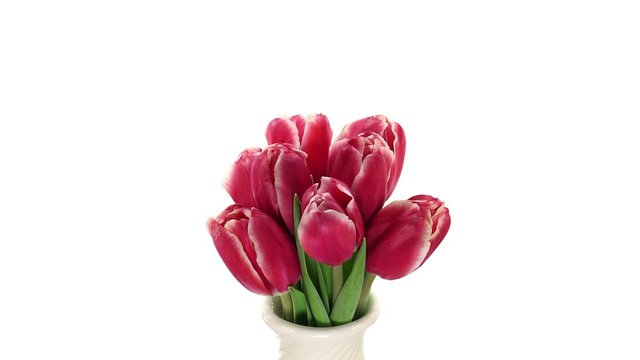 Time-lapse of opening red tulips in a vase 12x2 in 4K format isolated on white background
