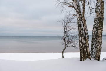 Fototapeta na wymiar Silver birch and a small tree in winter with lake in background