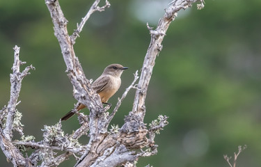 Say's phoebe at Point Lobos State Reserve, California