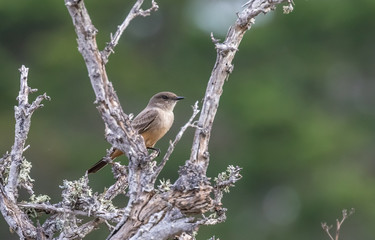Say's phoebe at Point Lobos State Reserve, California