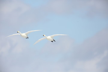 Tundra swan (Cygnus columbianus) in Japan