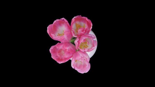 Time-lapse of opening pink tulips bouquet 8x3 in 2K PNG+ format with ALPHA transparency channel isolated on black background, top view

