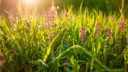 Sring nature background with green grass and flowers