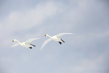 Tundra swan (Cygnus columbianus) in Japan