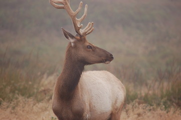 Tule Elk