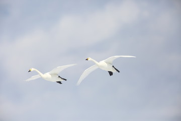 Tundra swan (Cygnus columbianus) in Japan