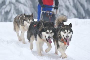 portrait of dogs participating in the Dog Sled Racing Contest