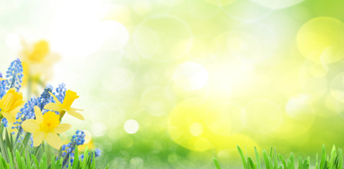 Fototapeta Spring bluebells and daffodils obraz
