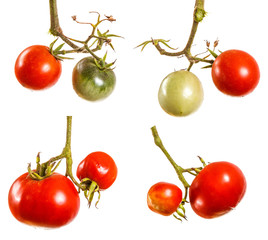 ripe red tomatoes on a branch. Isolated on white background set, collection