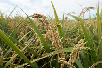 Reispflanzen auf einem Reisfeld, Trockenanbau