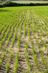 Fototapeta na wymiar Reispflanzen auf einem Reisfeld, Trockenanbau