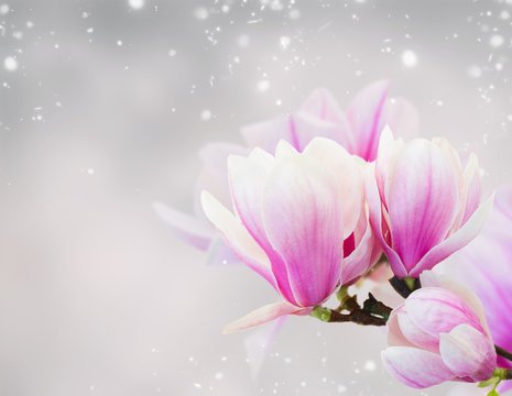 Fototapeta Blossoming pink  magnolia Flowers