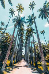 Fototapeta premium Wide-angle view from bottom of alley with stunning giant Roystonea oleracea palm trees surrounded by lawns located in Jardim Botanico botanic garden in Rio de Janeiro, Brazil; summer day, no people