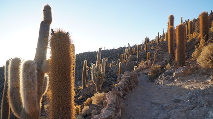 Cactus Field in Bolivia