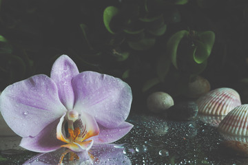 Obraz na płótnie Canvas Vintage background with flower Orchid. 