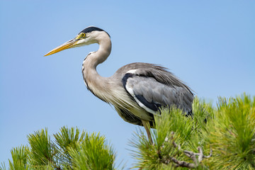 Grey heron (Ardea cinerea) long-legged predatory wading bird in national park Camargue, France