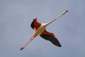 Flying pink flamingo bird in blue sky