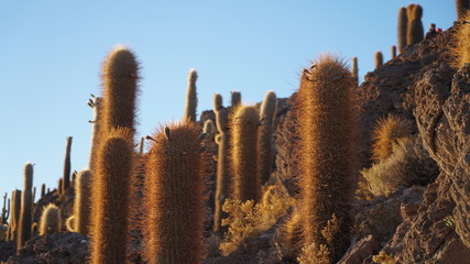 Cactus Field in Desert